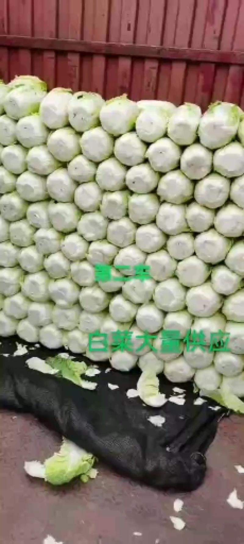 黄心白菜，产地直销，欢迎全国各地新老客户采购。