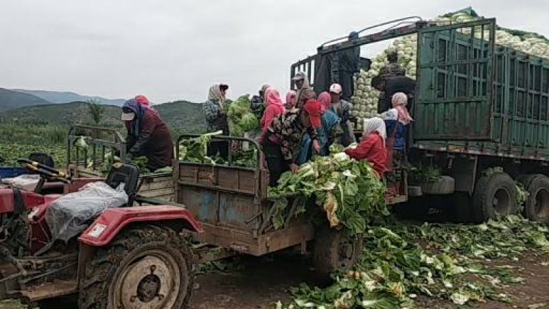 黄心白菜，产地直销，欢迎全国各地新老客户采购。