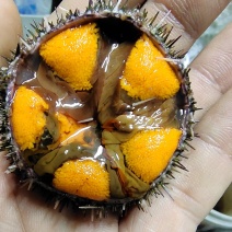 马粪胆（海胆）