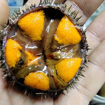 马粪胆（海胆）