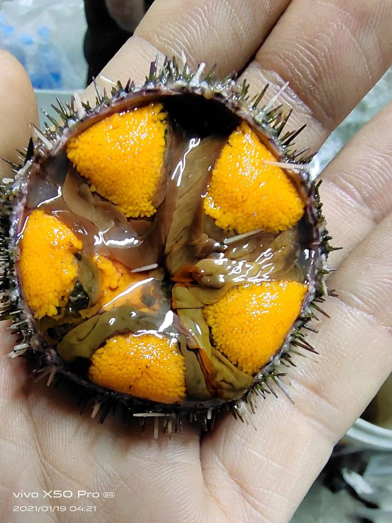 马粪胆（海胆）