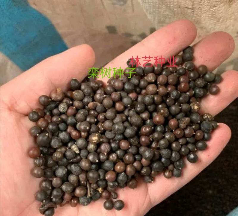 当年新采栾树种子黄山栾树种子南栾灯笼树种子北京栾树种子