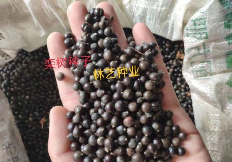 当年新采栾树种子黄山栾树种子南栾灯笼树种子北京栾树种子