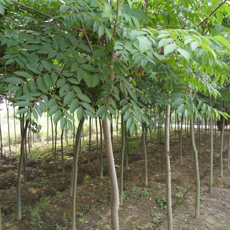 当年新采栾树种子黄山栾树种子南栾灯笼树种子北京栾树种子
