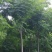 当年新采栾树种子黄山栾树种子南栾灯笼树种子北京栾树种子