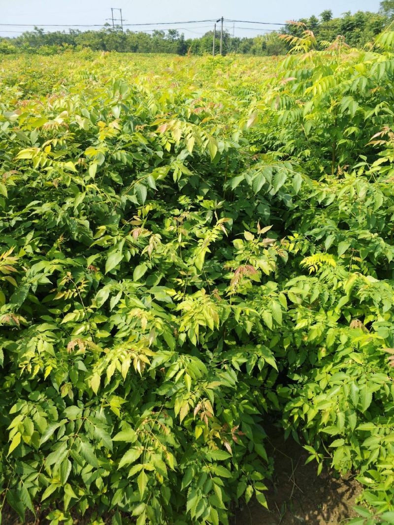 当年新采栾树种子黄山栾树种子南栾灯笼树种子北京栾树种子