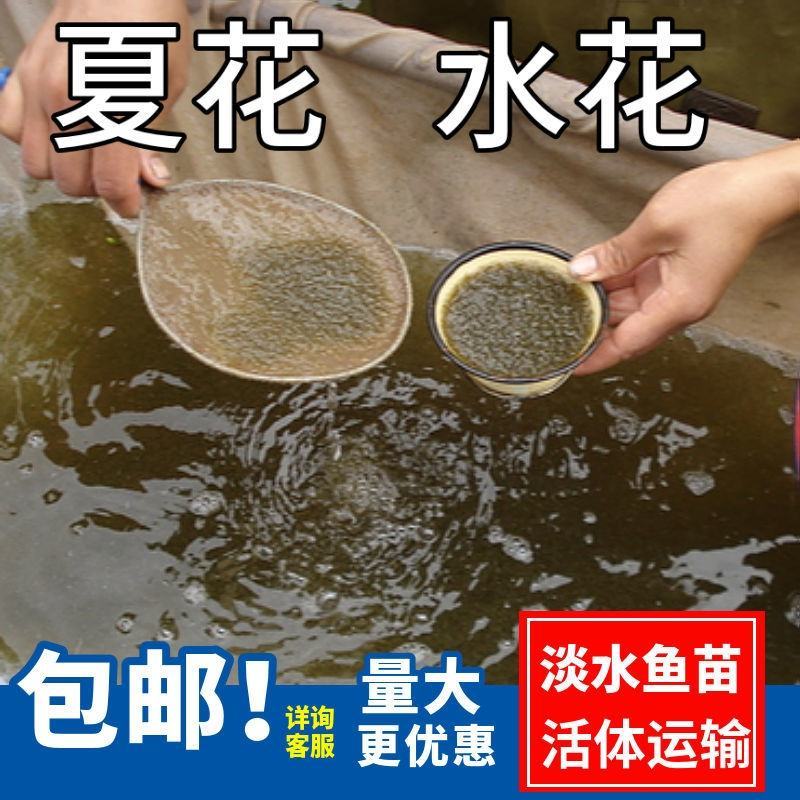 基地直供螺丝青魚苗长得快螺丝鱼苗黑鲩鱼苗螺狮青鱼水花