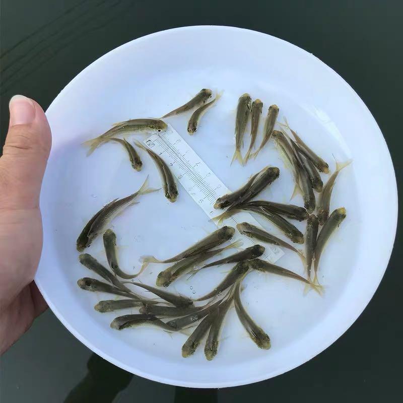 基地直供螺丝青魚苗长得快螺丝鱼苗黑鲩鱼苗螺狮青鱼水花