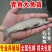 基地直供螺丝青魚苗长得快螺丝鱼苗黑鲩鱼苗螺狮青鱼水花