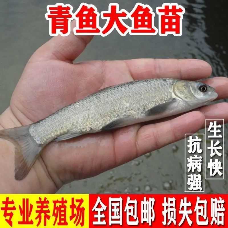 基地直供螺丝青魚苗长得快螺丝鱼苗黑鲩鱼苗螺狮青鱼水花