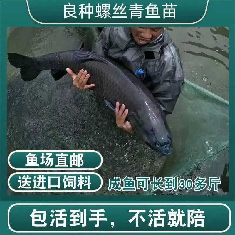 基地直供螺丝青魚苗长得快螺丝鱼苗黑鲩鱼苗螺狮青鱼水花