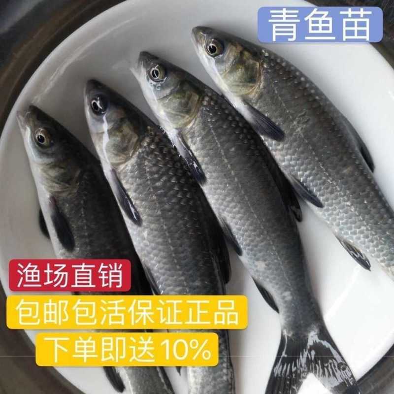 基地直供螺丝青魚苗长得快螺丝鱼苗黑鲩鱼苗螺狮青鱼水花
