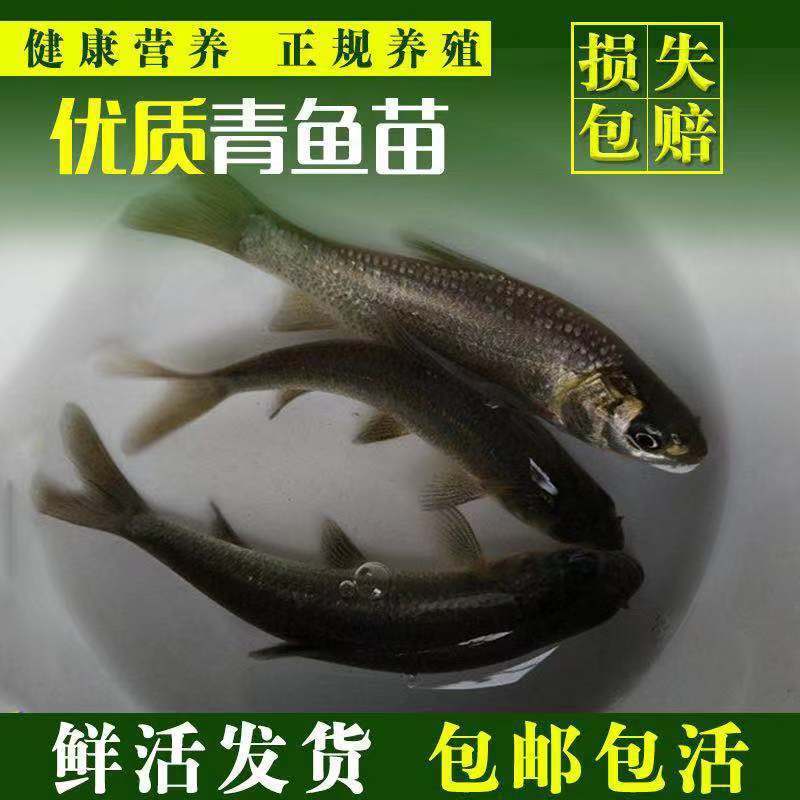基地直供螺丝青魚苗长得快螺丝鱼苗黑鲩鱼苗螺狮青鱼水花