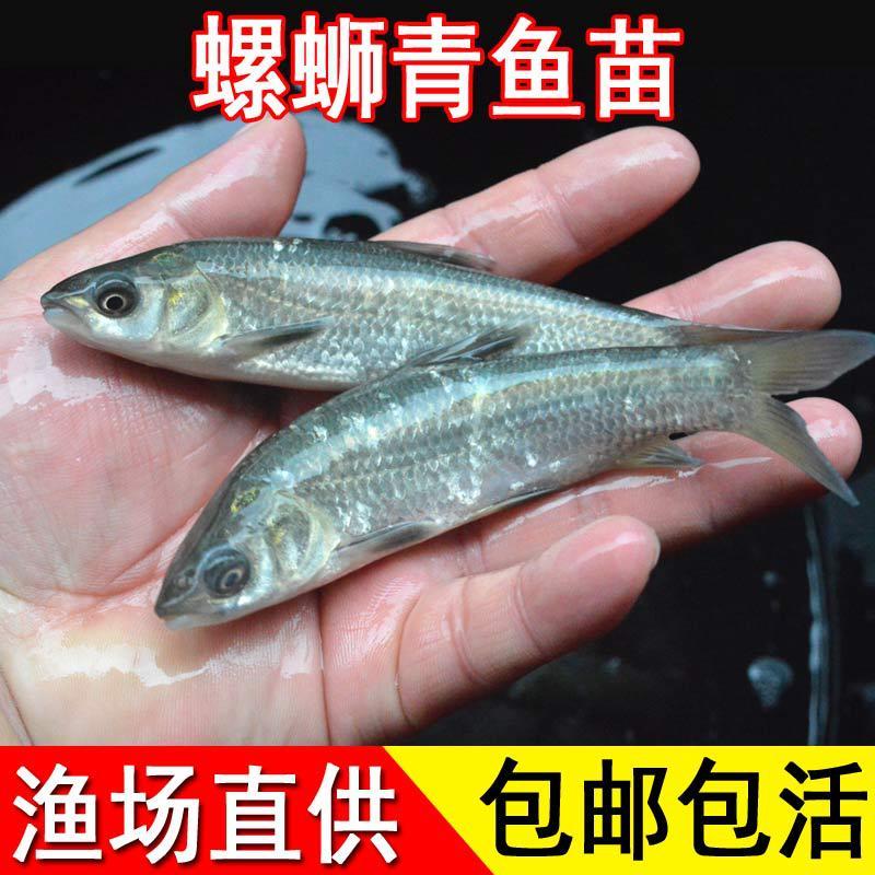 基地直供螺丝青魚苗长得快螺丝鱼苗黑鲩鱼苗螺狮青鱼水花