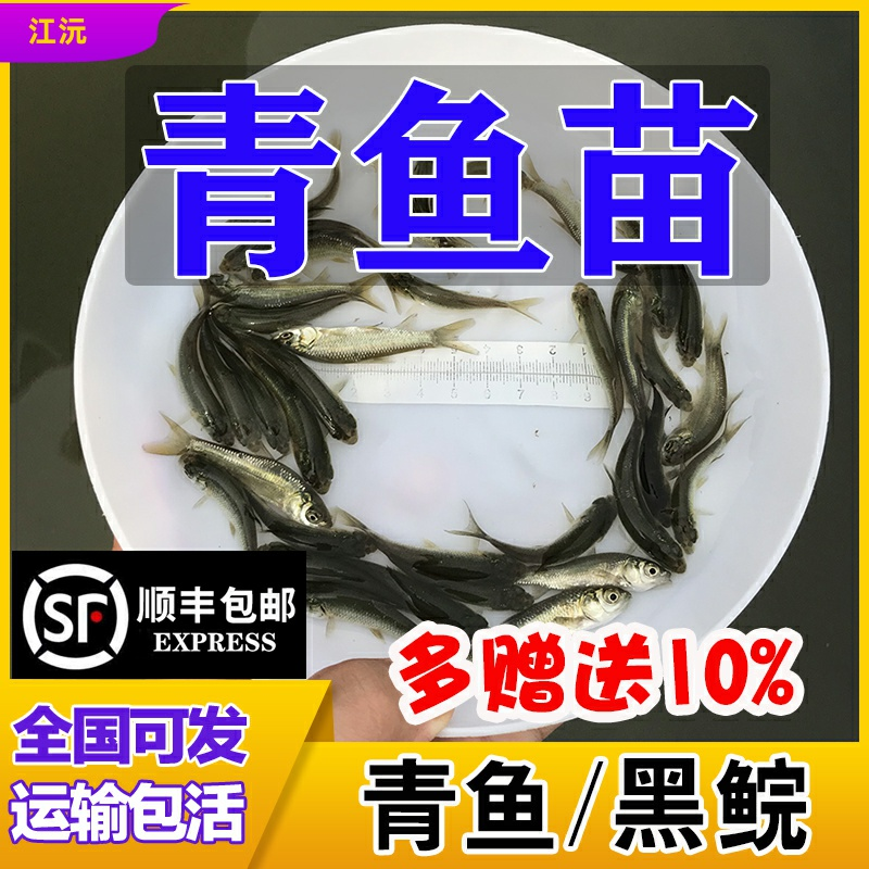 基地直供螺丝青魚苗长得快螺丝鱼苗黑鲩鱼苗螺狮青鱼水花