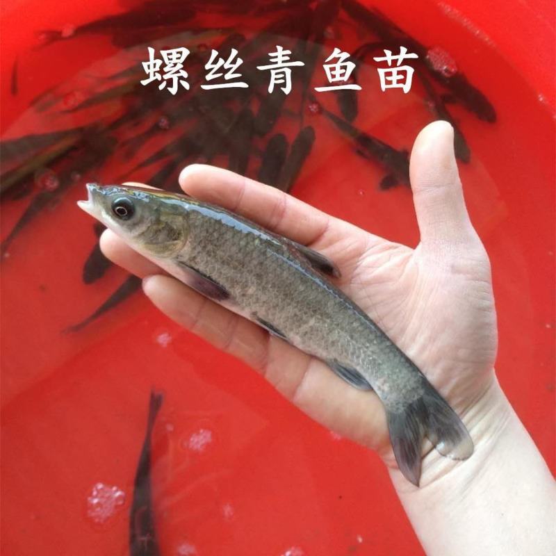 基地直供螺丝青魚苗长得快螺丝鱼苗黑鲩鱼苗螺狮青鱼水花