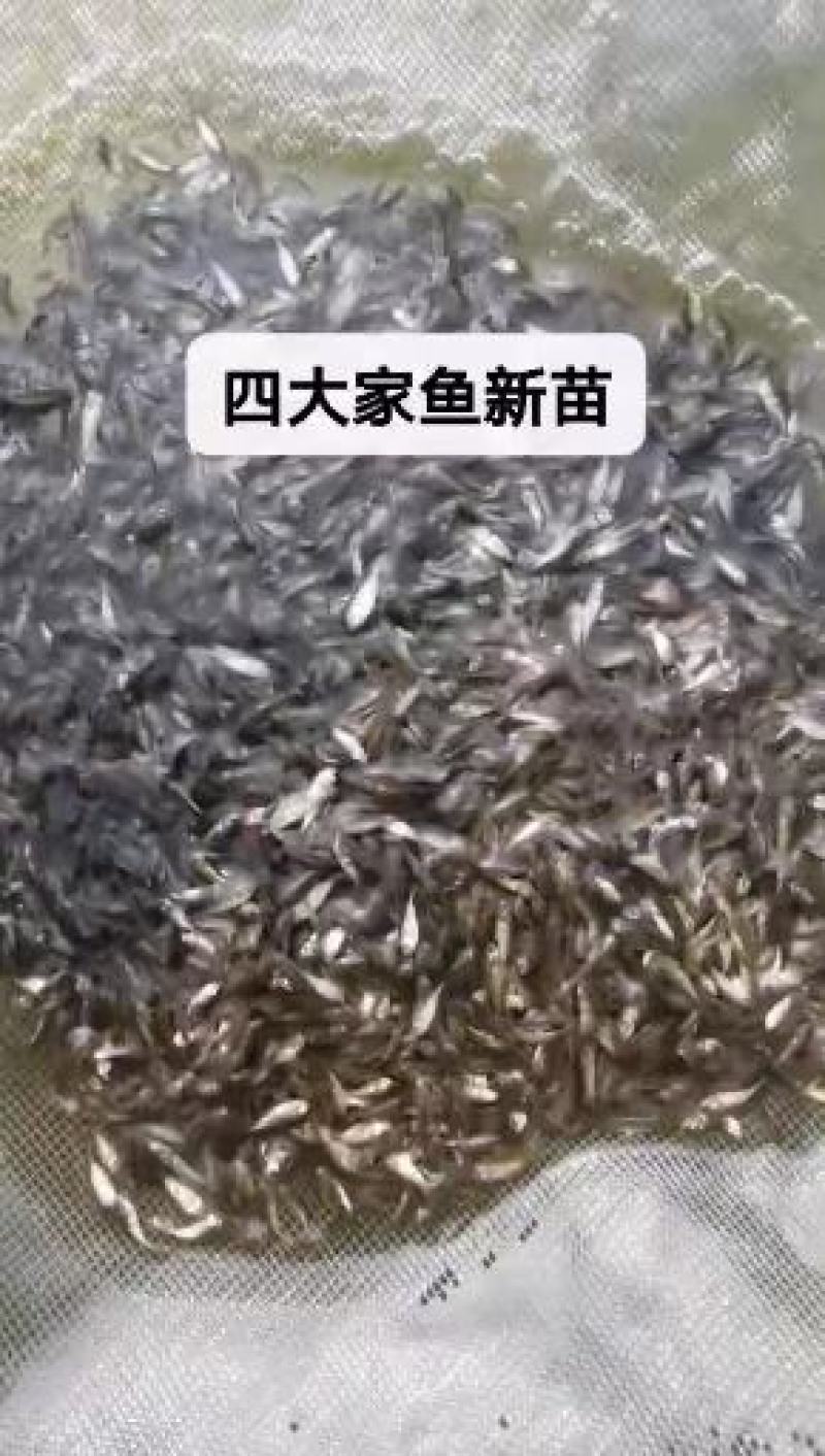 基地直供螺丝青魚苗长得快螺丝鱼苗黑鲩鱼苗螺狮青鱼水花