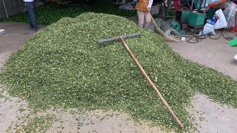 精选干绿辣椒皮青辣椒片青辣椒条绿辣椒条青椒丝厚皮