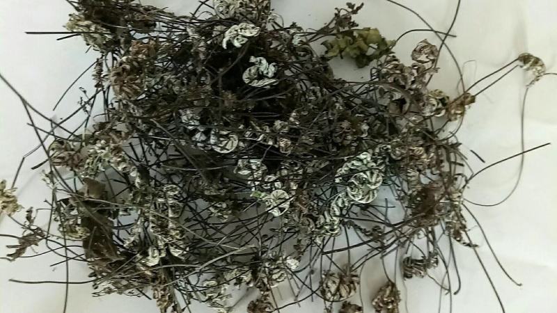 通经草中药材干货常年经营各种中药材