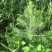 碱蓬草种子盐荒菜荒碱菜盐地碱蓬种子沙地荒地耐盐碱治理土壤