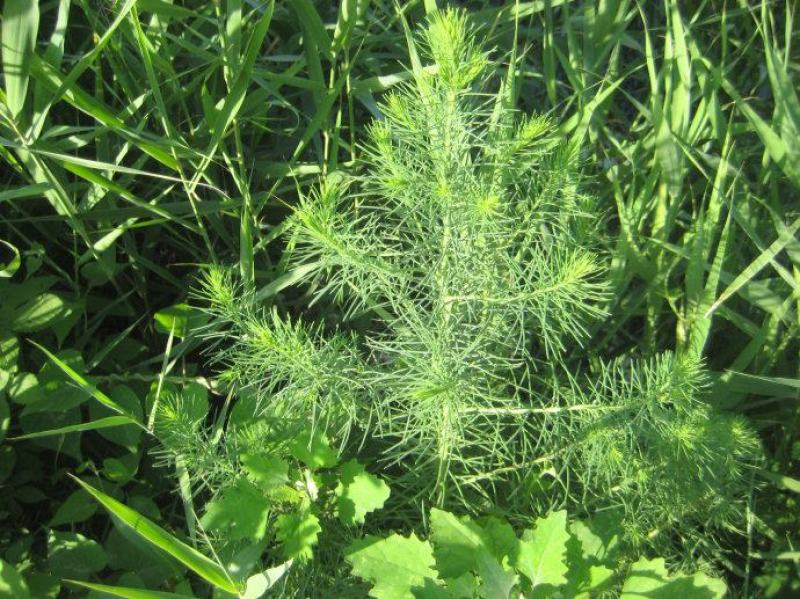 碱蓬草种子盐荒菜荒碱菜盐地碱蓬种子沙地荒地耐盐碱治理土壤