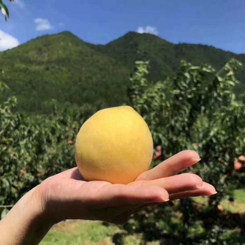 长沙红星全球农批中心一亩田豆牛代卖档口常年代卖当季水果