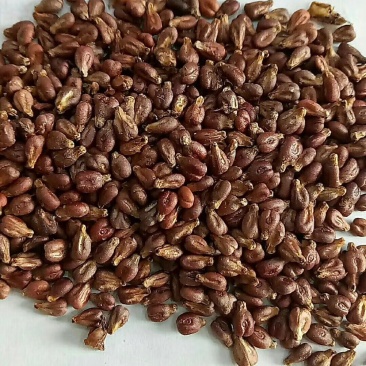 葡萄籽干货中药材量大从优欢迎选购！