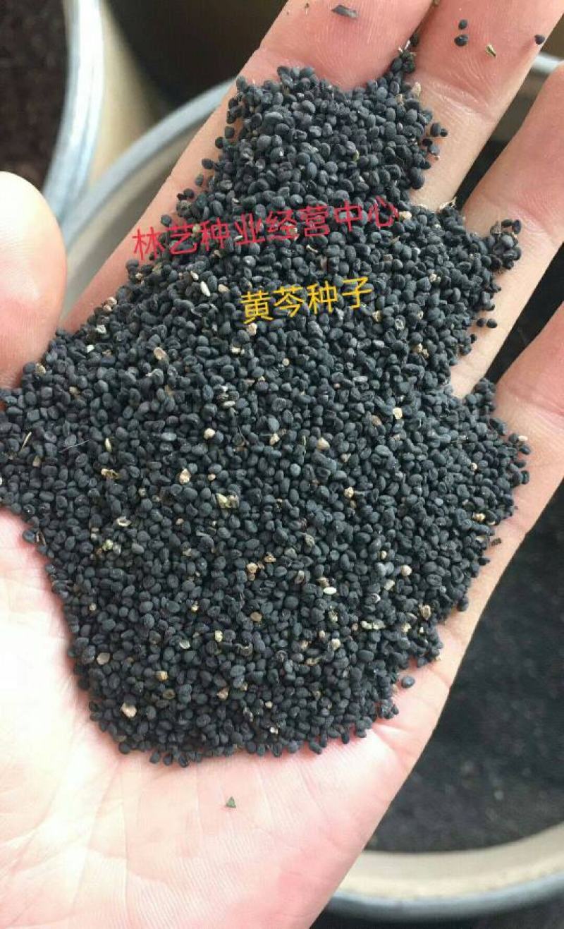 黄芩种子中药材黄芩种子黄芩籽耐旱黄今种子山茶根土金茶根