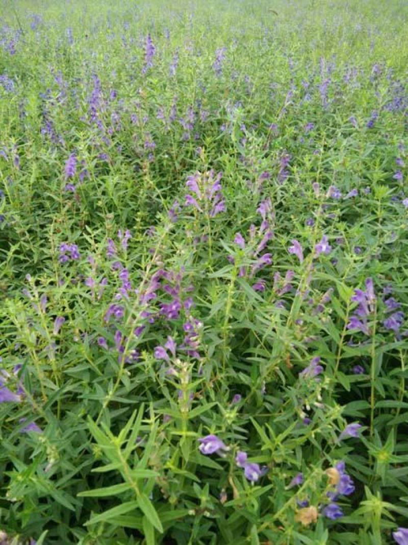 黄芩种子中药材黄芩种子黄芩籽耐旱黄今种子山茶根土金茶根