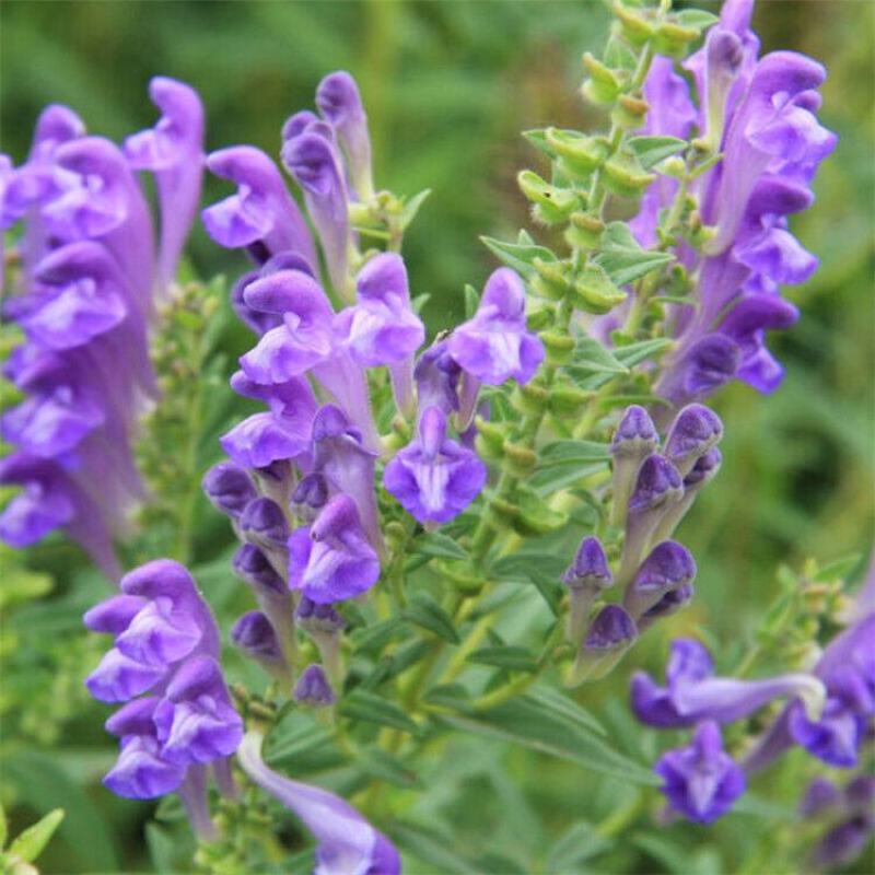 黄芩种子中药材黄芩种子黄芩籽耐旱黄今种子山茶根土金茶根