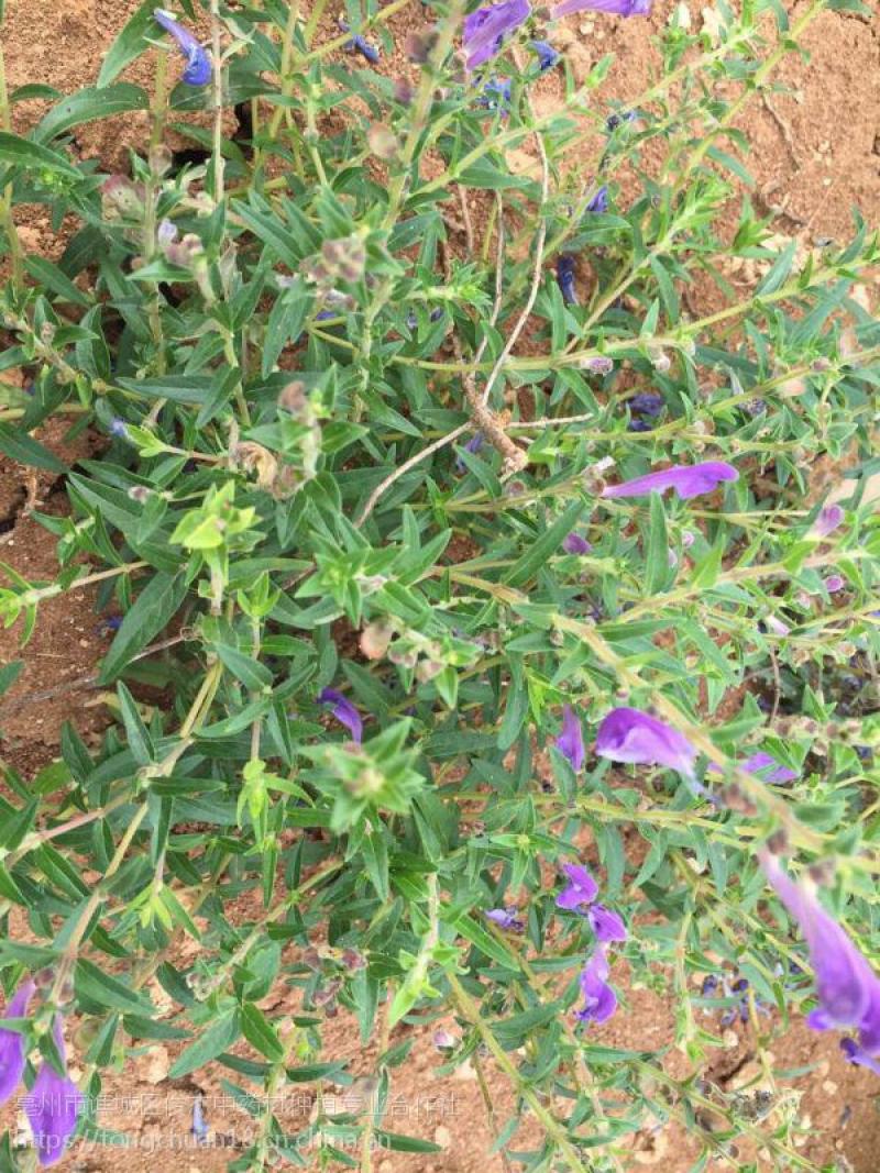 黄芩种子中药材黄芩种子黄芩籽耐旱黄今种子山茶根土金茶根