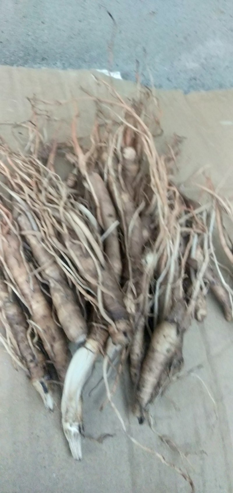 纯野生中药材仙茅根