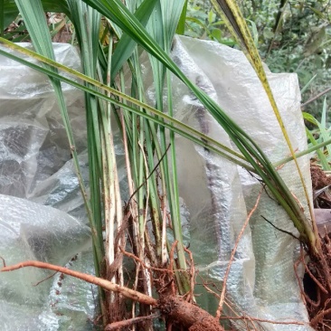 纯野生中药材仙茅根