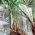 纯野生中药材仙茅根