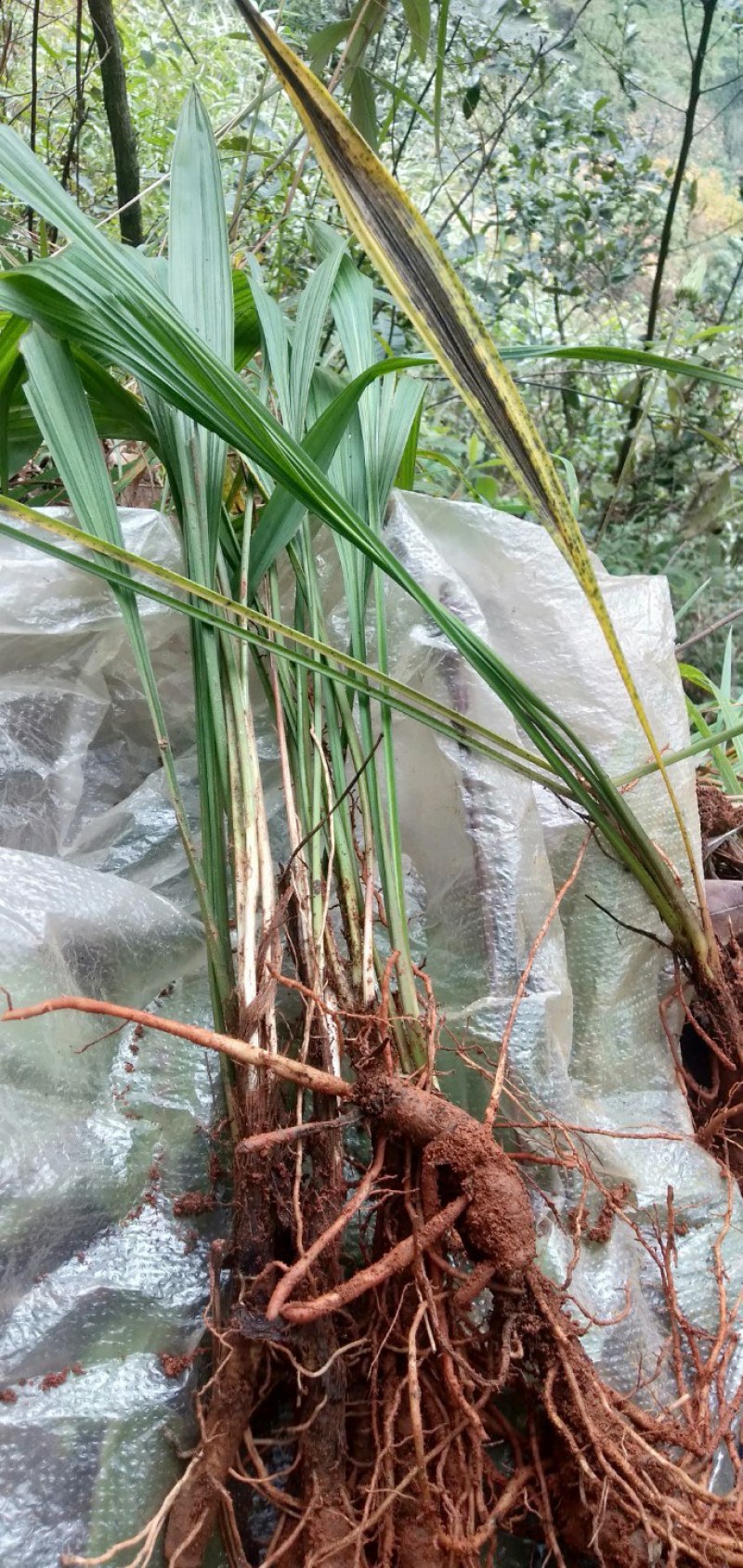 纯野生中药材仙茅根