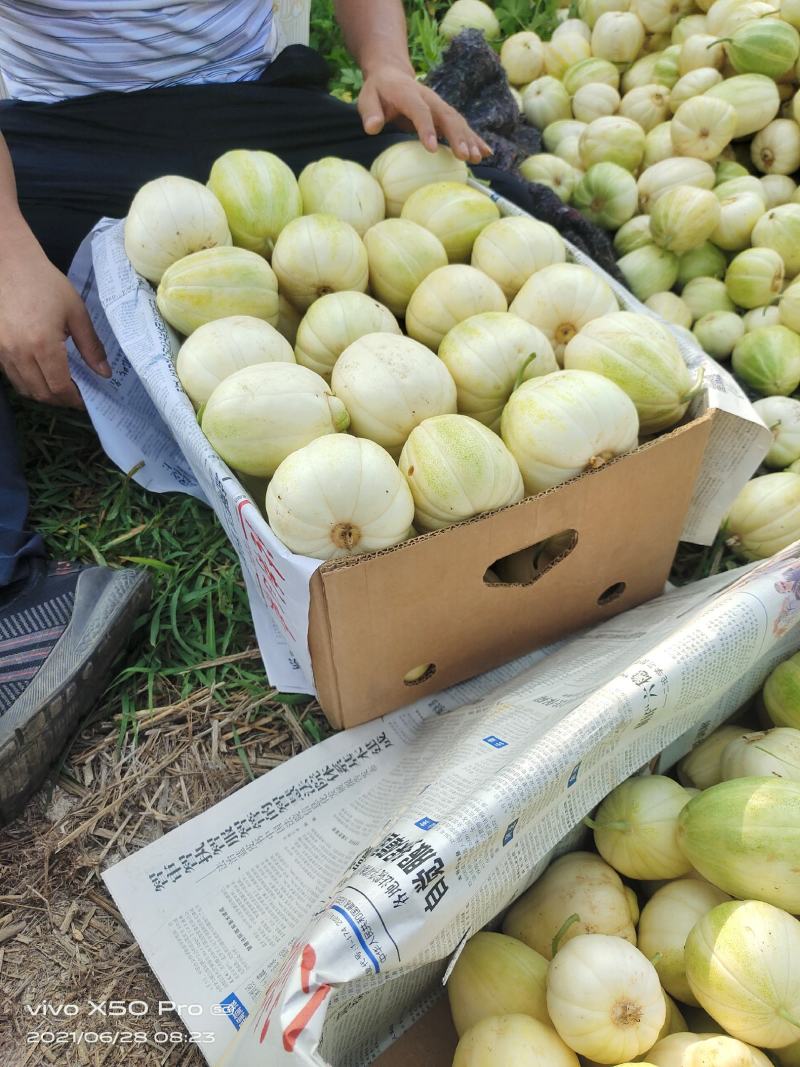 忻州甜瓜大量上市需要的联系