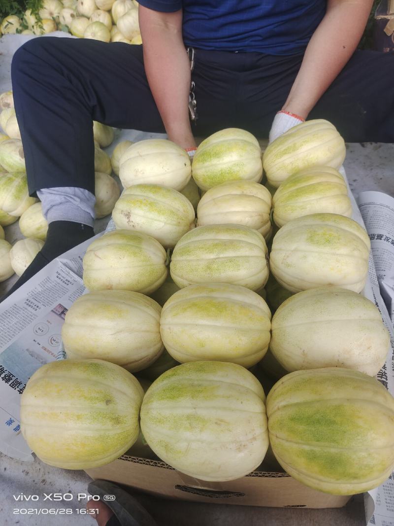 忻州甜瓜大量上市需要的联系
