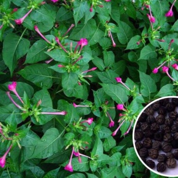 紫茉莉种子茉莉花种子地雷花种子胭脂花粉豆花种子五彩香茉莉