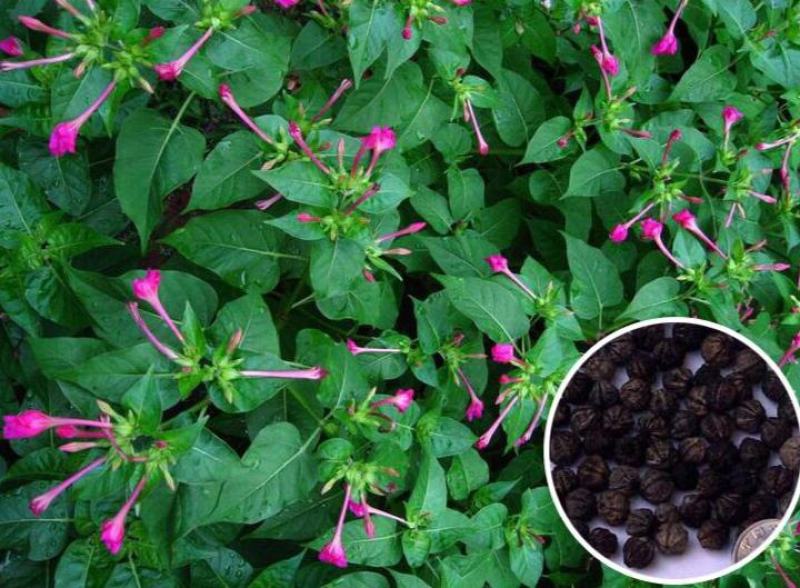紫茉莉种子茉莉花种子地雷花种子胭脂花粉豆花种子五彩香茉莉