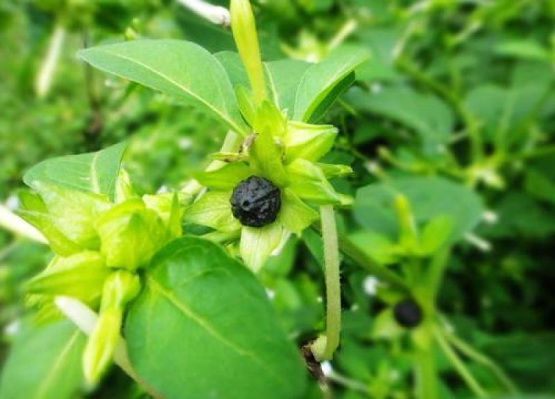 紫茉莉种子茉莉花种子地雷花种子胭脂花粉豆花种子五彩香茉莉