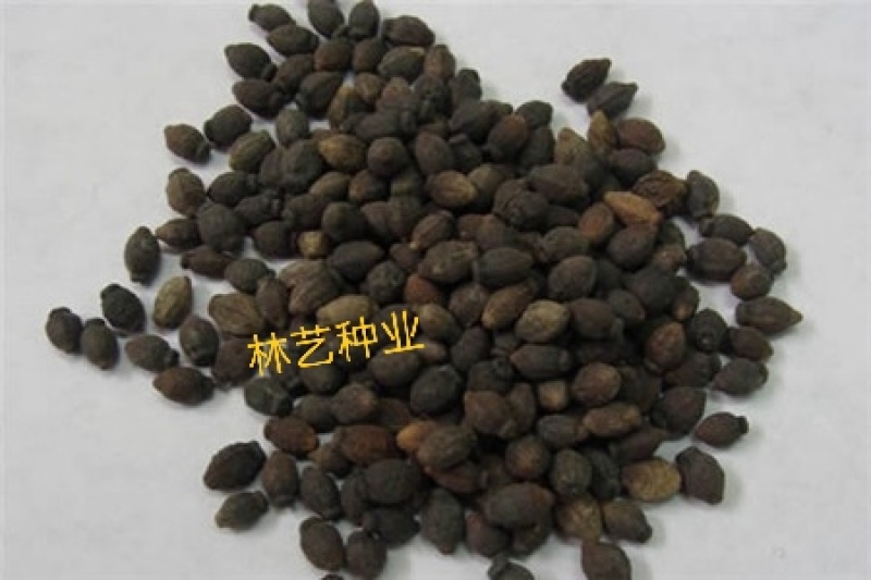 紫茉莉种子茉莉花种子地雷花种子胭脂花粉豆花种子五彩香茉莉