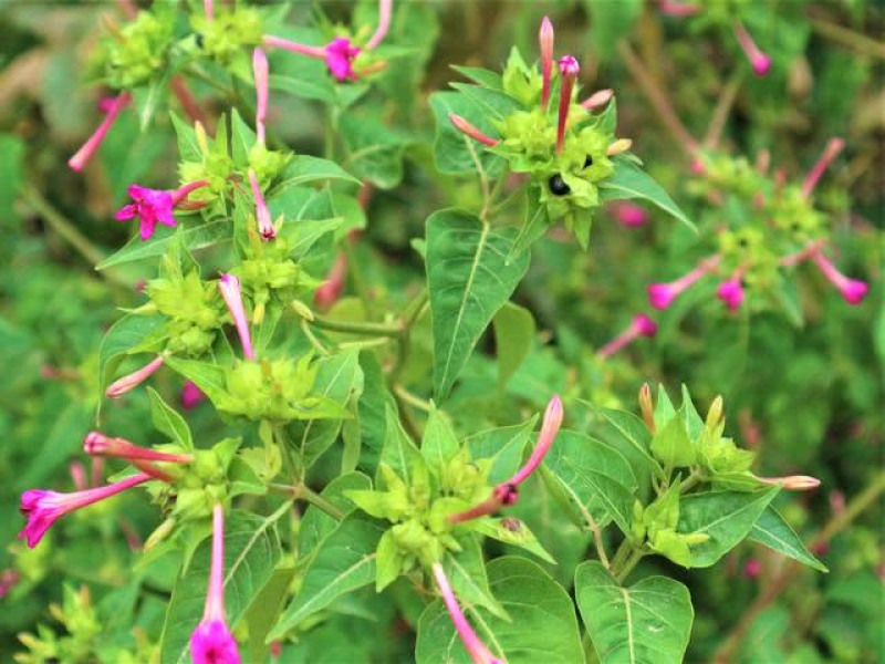 紫茉莉种子茉莉花种子地雷花种子胭脂花粉豆花种子五彩香茉莉