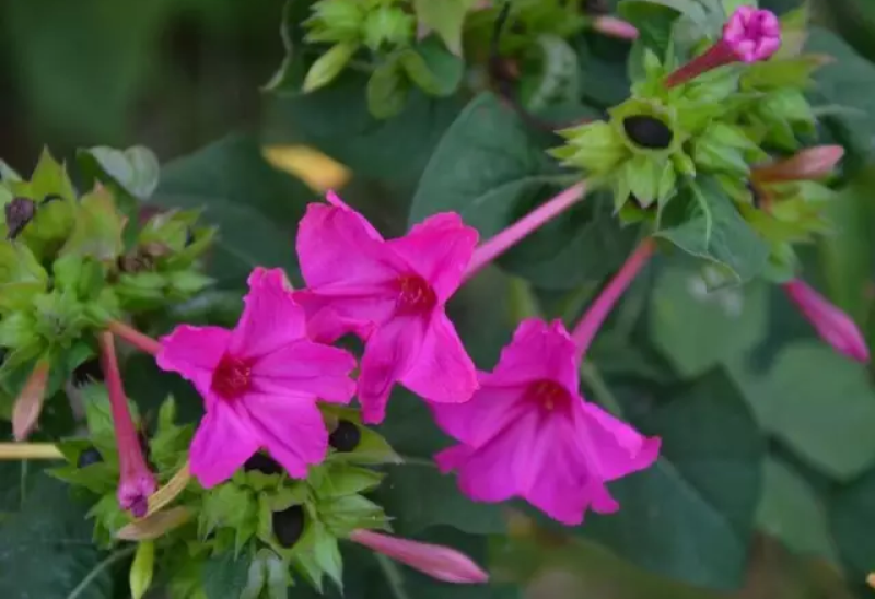紫茉莉种子茉莉花种子地雷花种子胭脂花粉豆花种子五彩香茉莉