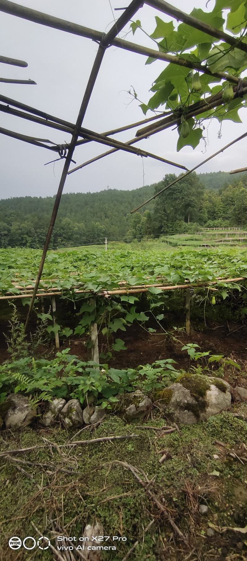 贵州新鲜佛手瓜，自家基地出产，质量保证。