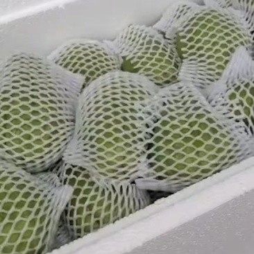 贵州新鲜佛手瓜，自家基地出产，质量保证。