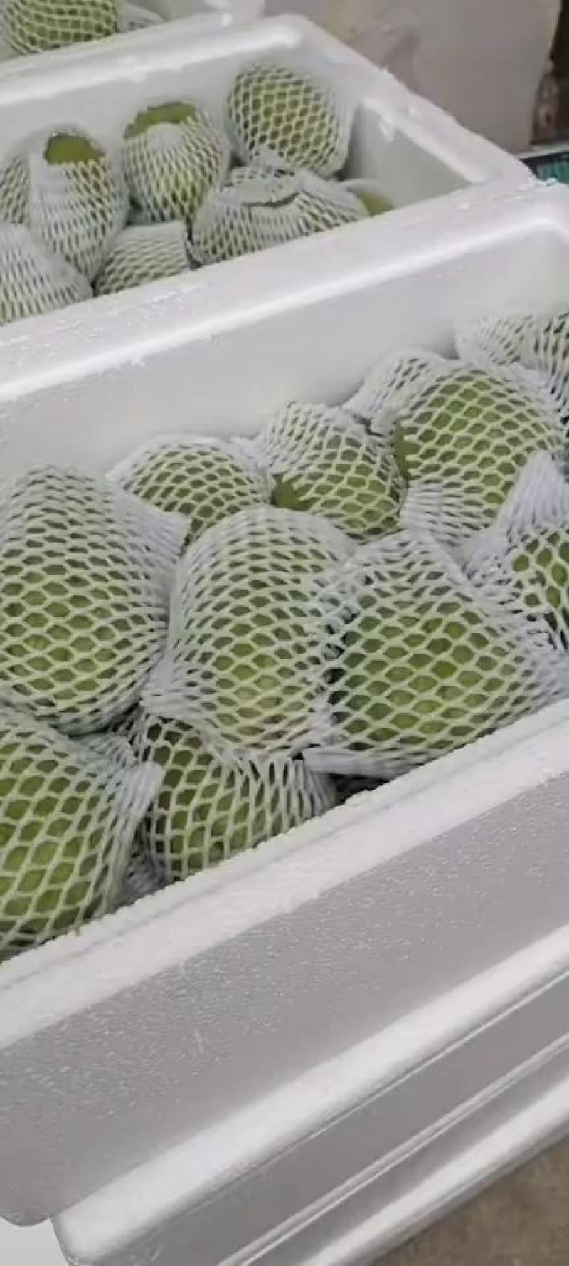 贵州新鲜佛手瓜，自家基地出产，质量保证。