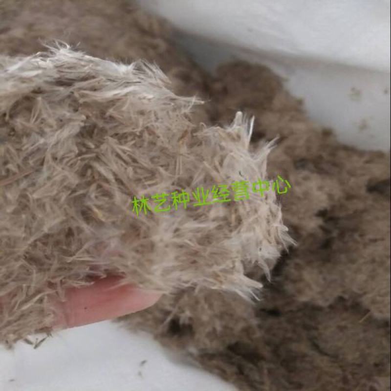 野生茅草种子白茅根草种子白茅草种子白茅花丝茅花白茅根种子