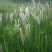 野生茅草种子白茅根草种子白茅草种子白茅花丝茅花白茅根种子