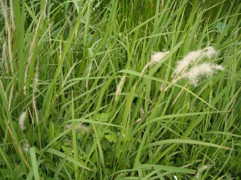 野生茅草种子白茅根草种子白茅草种子白茅花丝茅花白茅根种子