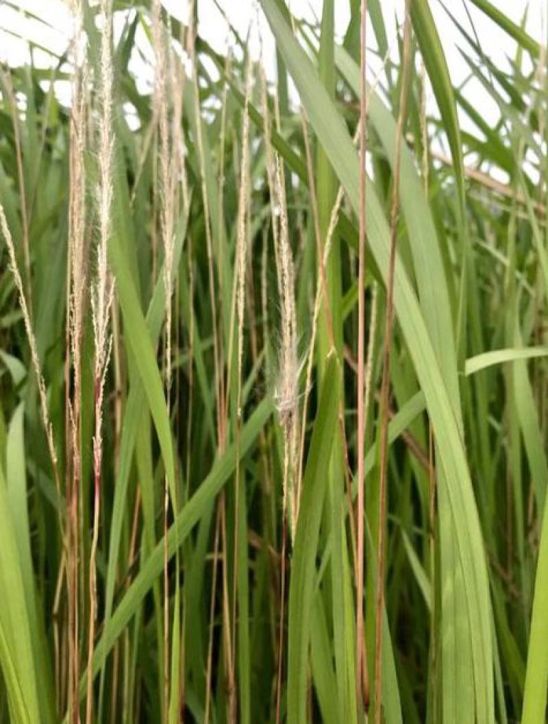 野生茅草种子白茅根草种子白茅草种子白茅花丝茅花白茅根种子